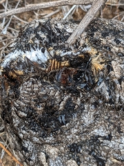 Phalaenoptilus nuttallii