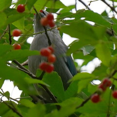 Thraupis sayaca
