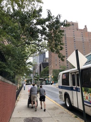 Prunus persica nucipersica