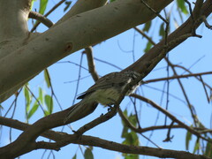 Plectorhyncha lanceolata