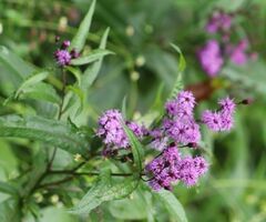 Vernonia noveboracensis