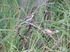 Stizoptera bichenovii