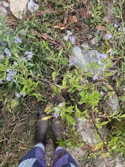 Symphyotrichum puniceum