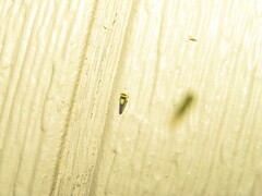 Colladonus clitellarius