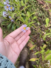 Symphyotrichum puniceum