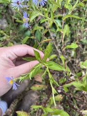 Symphyotrichum puniceum