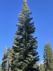 Abies magnifica shastensis