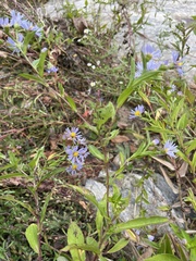 Symphyotrichum puniceum