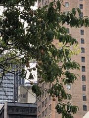 Prunus persica nucipersica