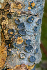 Biscogniauxia marginata