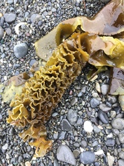 Undaria pinnatifida