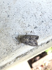 Lithophane disposita