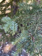 Abies magnifica shastensis