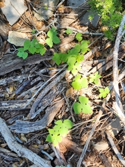 Ipomoea lindheimeri