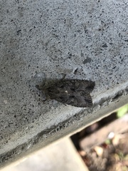 Lithophane disposita