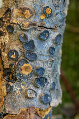 Biscogniauxia marginata