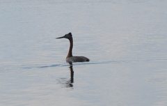 Podiceps major