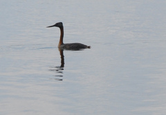 Podiceps major