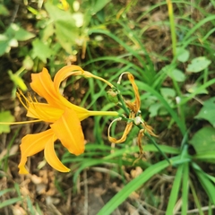 Hemerocallis fulva
