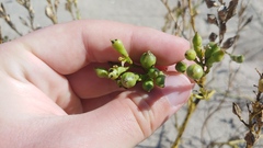 Cakile edentula edentula