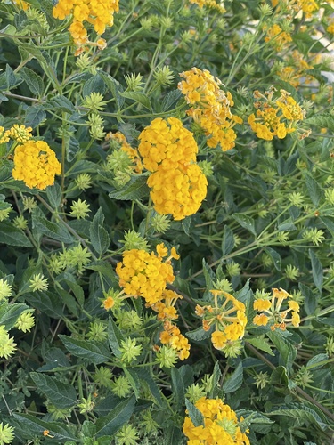 Lantana depressa