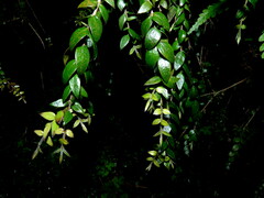 Metrosideros colensoi