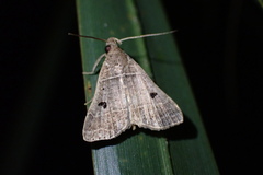 Bleptina caradrinalis