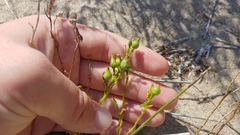 Cakile edentula edentula