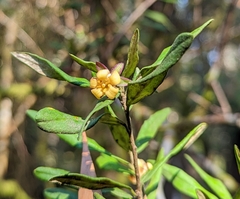 Pittosporum bicolor