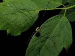 Leiobunum aldrichi