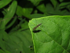 Gnophomyia tristissima