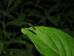 Gnophomyia tristissima