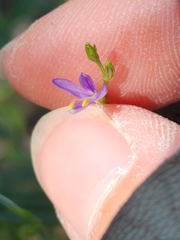 Carlowrightia linearifolia