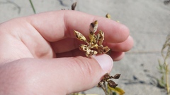 Cakile edentula edentula