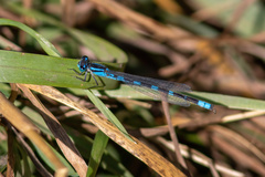 Enallagma carunculatum