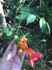 Campsis radicans
