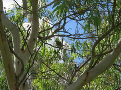 Plectorhyncha lanceolata