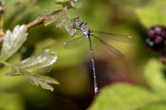 Archilestes californicus
