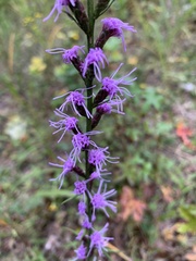 Liatris spicata