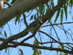 Plectorhyncha lanceolata