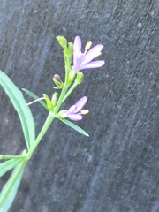 Carlowrightia linearifolia