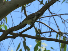 Plectorhyncha lanceolata