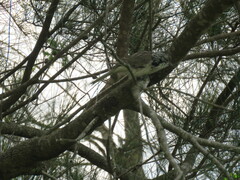 Plectorhyncha lanceolata