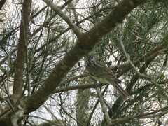 Plectorhyncha lanceolata
