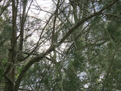 Plectorhyncha lanceolata