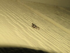 Melanoliarus placitus