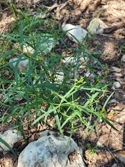 Carlowrightia linearifolia