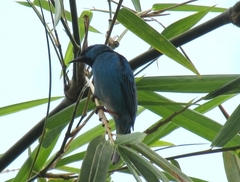 Dacnis cayana