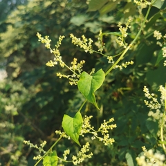 Reynoutria multiflora