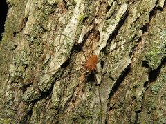 Leiobunum ventricosum